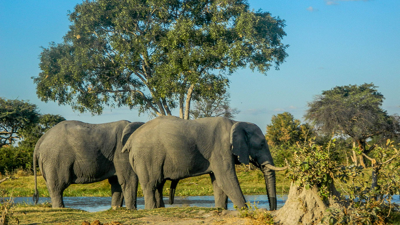 Elephant Trail