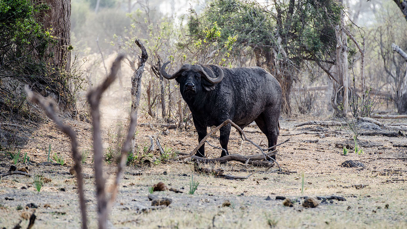 Moremi Game Reserve